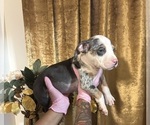 Small #5 American Bully