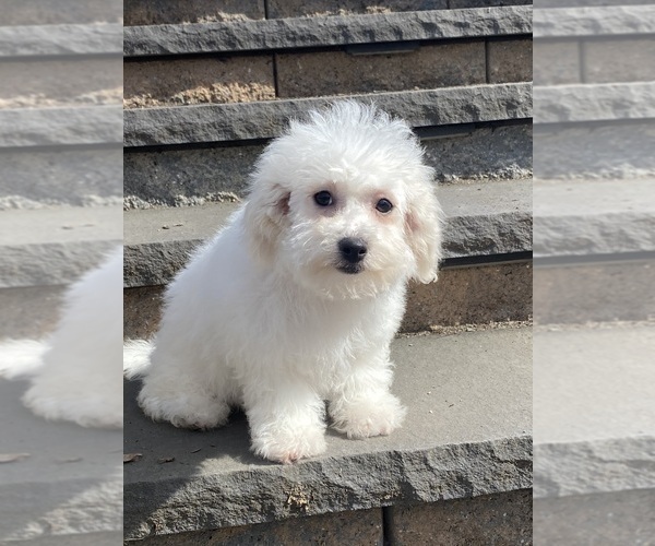 Medium Photo #2 Bichon Frise Puppy For Sale in CANOGA, NY, USA