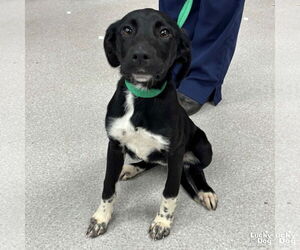Beagle-Pointer Mix Dogs for adoption in Washington, DC, USA