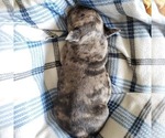Small Photo #13 French Bulldog Puppy For Sale in PASCO, WA, USA