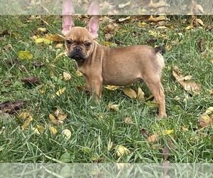 French Bulldog Puppy for sale in BEECH GROVE, IN, USA