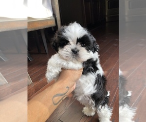 Shih Tzu Puppy for sale in BUFORD, GA, USA