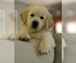 Puppy Brock English Cream Golden Retriever