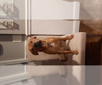 Small #1 Bullboxer Pit