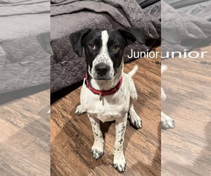 Junior Dot *LOCAL* - Male Lab-Pointer Dog for Adoption - Photo #5