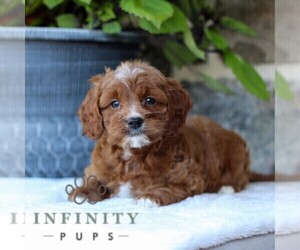 Cavapoo Puppy for sale in EAST EARL, PA, USA