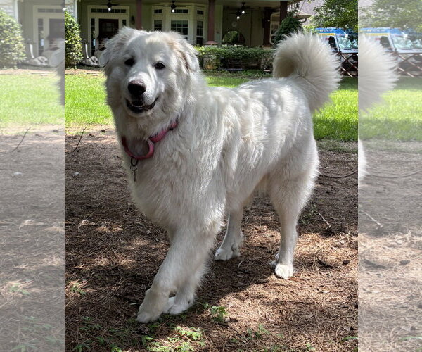 Medium Photo #3 Great Pyrenees-Unknown Mix Puppy For Sale in Houston, TX, USA
