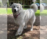Small #2 Great Pyrenees Mix