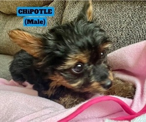 Yorkshire Terrier Puppy for sale in BERWYN, IL, USA