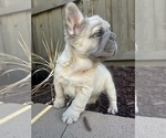 Puppy Puppy 4 French Bulldog
