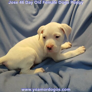 Medium Photo #130 Dogo Argentino Puppy For Sale in JANE, MO, USA