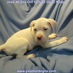 Small #129 Dogo Argentino