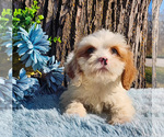 Small #2 Cavapoo (Miniature)-Poodle (Standard) Mix