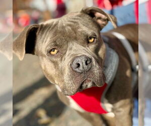 Mutt Dogs for adoption in Canton, CT, USA