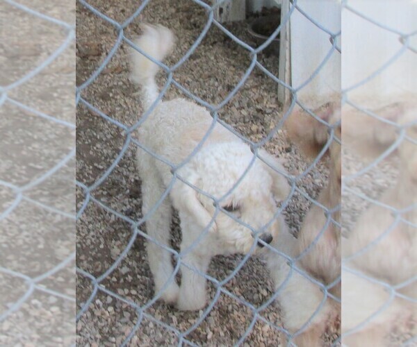 Medium Photo #1 Cavapoo Puppy For Sale in RATTAN, OK, USA