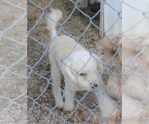 Mother of the Cavapoo puppies born on 08/04/2025