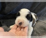 Small Photo #3 Saint Bernard Puppy For Sale in LE MARS, IA, USA