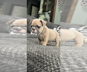 French Bulldog Puppy for sale in PARKSVILLE, KY, USA