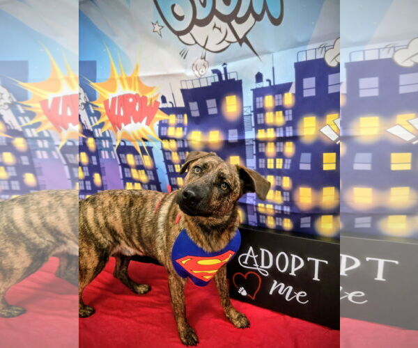 Medium Photo #1 Catahoula Leopard Dog-Pug Mix Puppy For Sale in Rockaway, NJ, USA