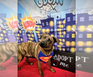 Catahoula Leopard Dog-Pug Mix Dogs for adoption in Rockaway, NJ, USA