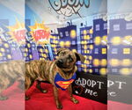 Small Catahoula Leopard Dog-Pug Mix