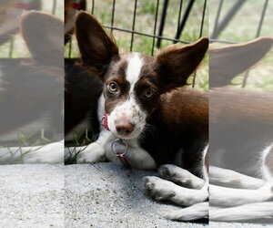 Australian Shepherd-Chihuahua Mix Dogs for adoption in Wakefield, RI, USA