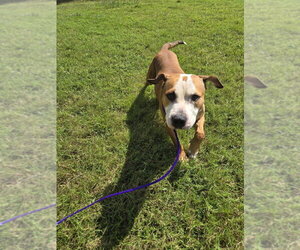 Mutt Dogs for adoption in Glen Allen, VA, USA
