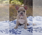 Small #1 French Bulldog