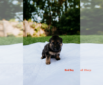 Small Photo #8 German Shepherd Dog Puppy For Sale in ROCKFORD, MI, USA