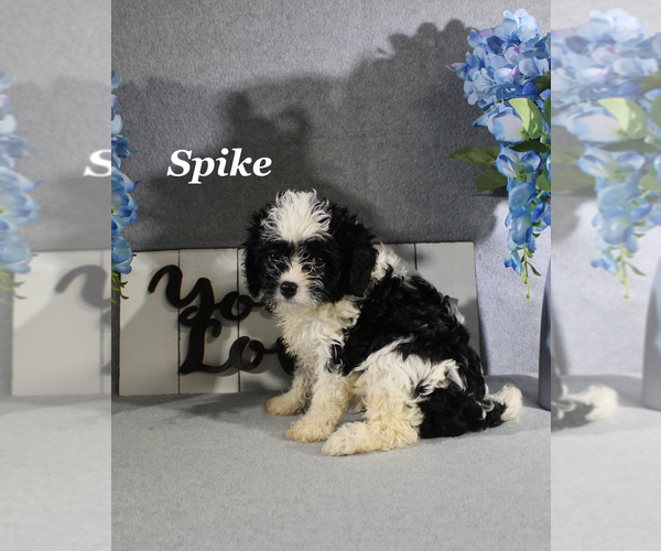Medium Photo #13 Cavapoo Puppy For Sale in CHANUTE, KS, USA