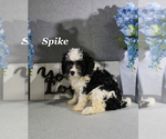 Small #12 Cavapoo