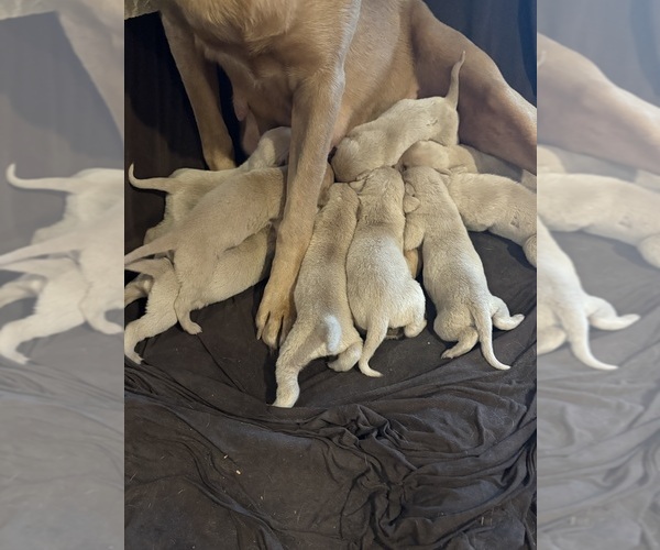 Medium Photo #16 Labrador Retriever Puppy For Sale in LEASBURG, MO, USA