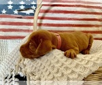 Puppy Miss Pink Vizsla