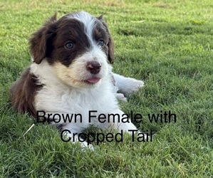 Aussiedoodle Puppy for sale in NORCO, CA, USA