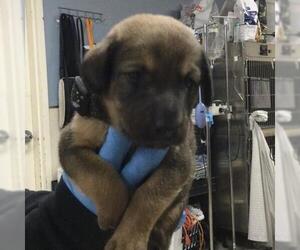 MONKEY - Male German Shepherd Dog-Saint Bernard Mix Dog for Adoption - Photo #2