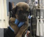 Small #1 German Shepherd Dog-Saint Bernard Mix