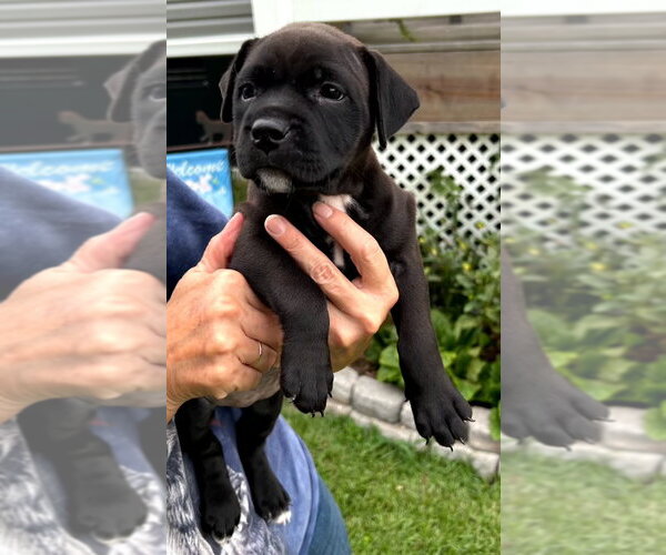 Medium Photo #4 Labrador Retriever-Retriever  Mix Puppy For Sale in Holly Springs, NC, USA