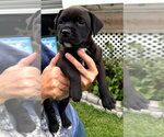 Small #3 Labrador Retriever-Retriever  Mix