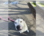 Small #3 American Pit Bull Terrier Mix