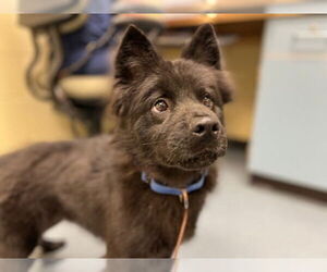 Chow Chow-Pomeranian Mix Dogs for adoption in Denver, CO, USA