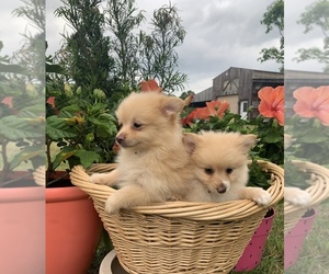 Pomeranian Puppy for Sale in SMITHVILLE, Texas USA