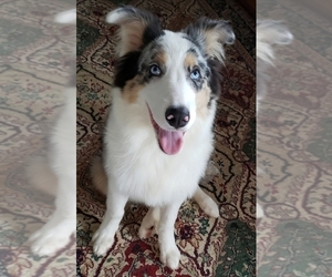 Father of the Aussiedoodle puppies born on 01/24/2026