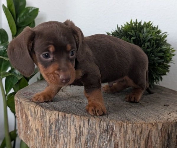 Medium Photo #19 Dachshund Puppy For Sale in GOSHEN, IN, USA