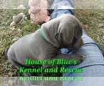 Small Photo #12 American Pit Bull Terrier Puppy For Sale in DELAWARE, OH, USA