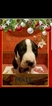 Small Photo #9 Great Dane Puppy For Sale in CLOVIS, CA, USA