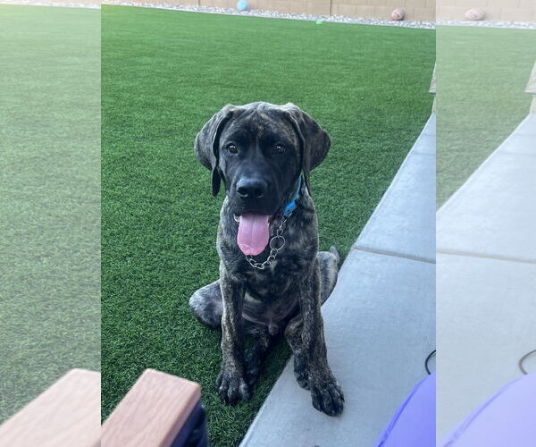 Medium Photo #4 Mutt Puppy For Sale in Goodyear, AZ, USA