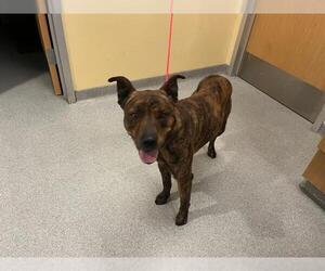 Mutt Dogs for adoption in Orange, CA, USA