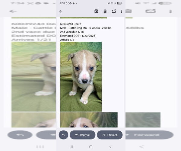 Medium Photo #3 Mutt Puppy For Sale in Lakewood, CO, USA