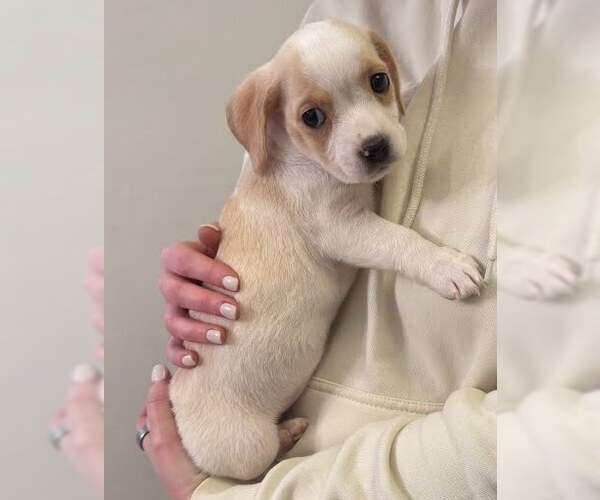 Medium Photo #3 Boxador Puppy For Sale in Lakewood, CO, USA