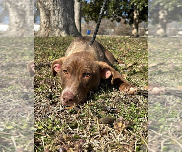 Medium Photo #2 American Staffordshire Terrier-Unknown Mix Puppy For Sale in Wenonah, NJ, USA